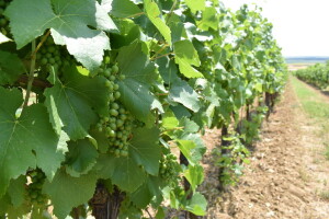 Regionalne organizacije vinara i vinogradara, na vrijeme podnesite zahtjeve za isplatu
