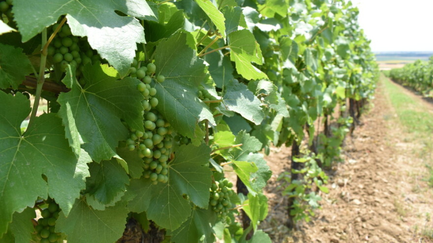 Regionalne organizacije vinara i vinogradara, na vrijeme podnesite zahtjeve za isplatu