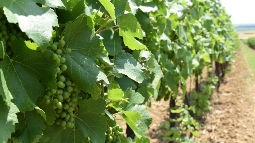 Graševina je naš potencijal za izvoz, brendiranje i turizam