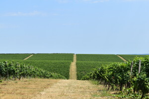 Na istoku Hrvatske vas čekaju brojne destinacije - kome je vinograd najdraži "grad"?