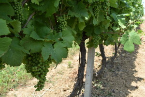 Izazovi zaštite ekoloških vinograda: Zelena rezidba, zatravljivanje, folijarna gnojidba