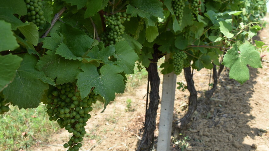 Izazovi zaštite ekoloških vinograda: Zelena rezidba, zatravljivanje, folijarna gnojidba