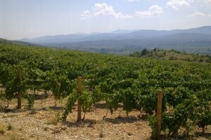 Završena berba na području Imotskog: grožđa 30 posto manje