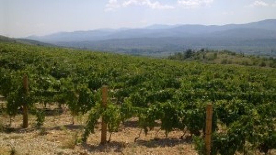 Završena berba na području Imotskog: grožđa 30 posto manje