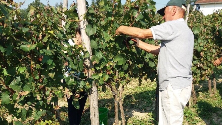Šta treba znati pre podizanja vinograda