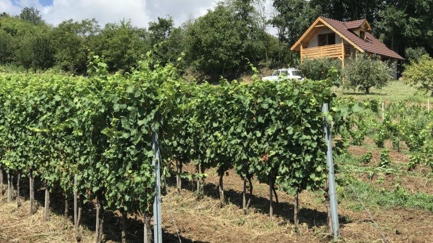 Svežije, mestimično sa padavinama - aktivirane štetočine vinove loze