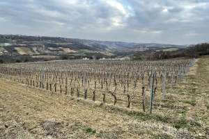 Uticaj temperature i svetlosti na vinovu lozu