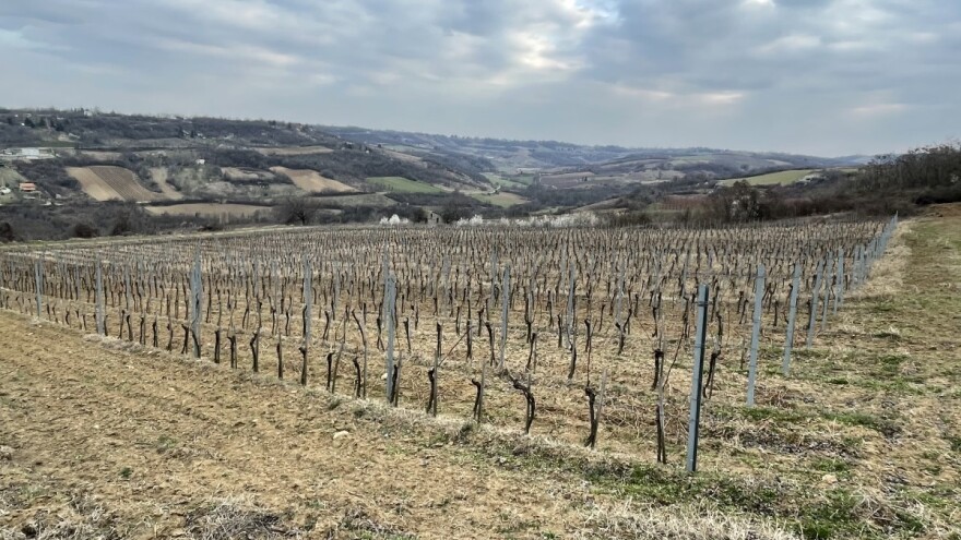 Uticaj temperature i svetlosti na vinovu lozu