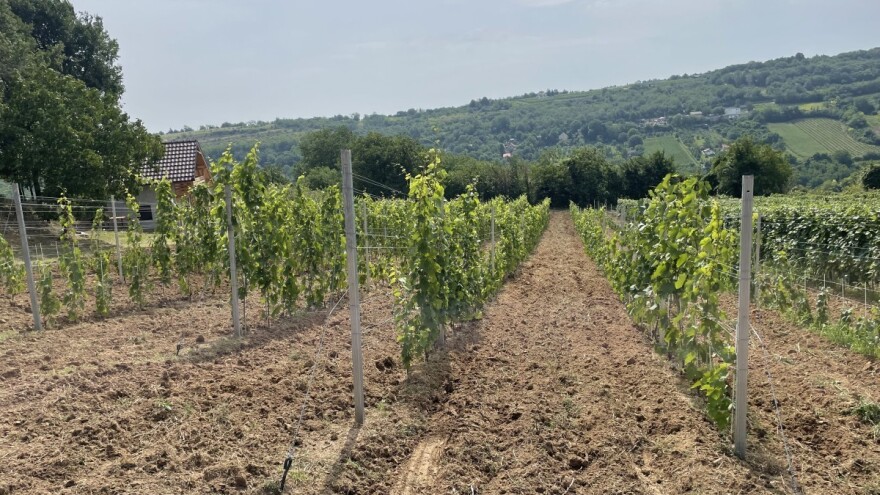 Sila: Otporna sorta grožđa koja daje lagano i muskatno vino