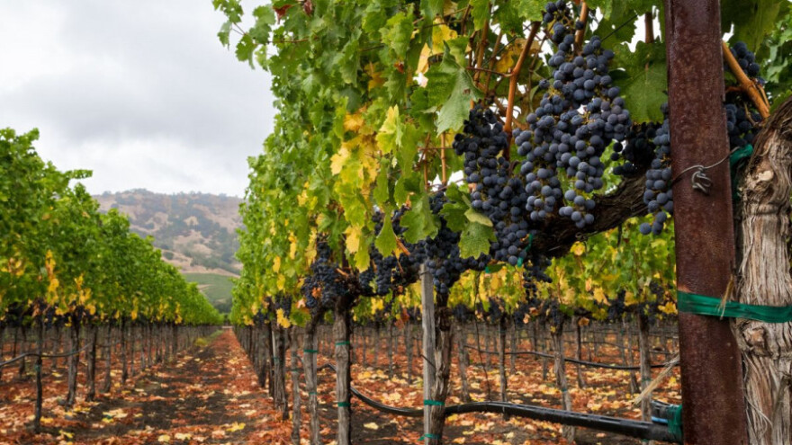 Oborine pogoduju razvoju bolesti vinove loze!