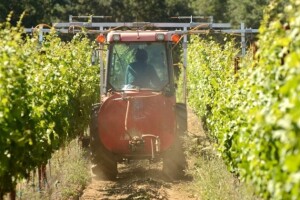 Najbolji čistač pepelnice vinove loze