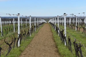 Povećana sredstva za rad organizacija vinara i vinogradara