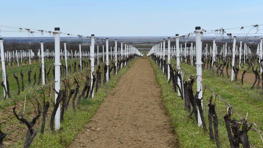 Povećana sredstva za rad organizacija vinara i vinogradara