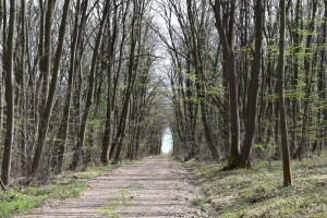 Mali ste šumoposjednik? Objavljen je javni poziv za financiranje radova na šumskim cestama