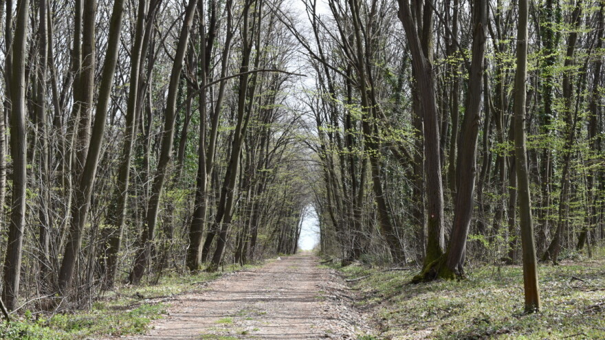 Mali ste šumoposjednik? Objavljen je javni poziv za financiranje radova na šumskim cestama