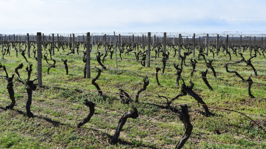 Izvršite zaštitu: Crna pjegavost je sve prisutnija