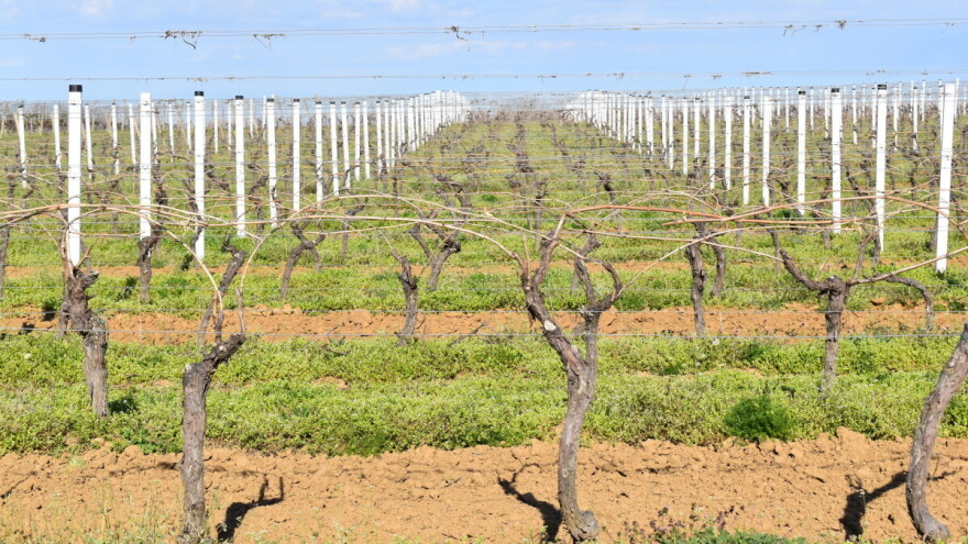 Tretirajte lozu sada, jer poslije može biti kasno!