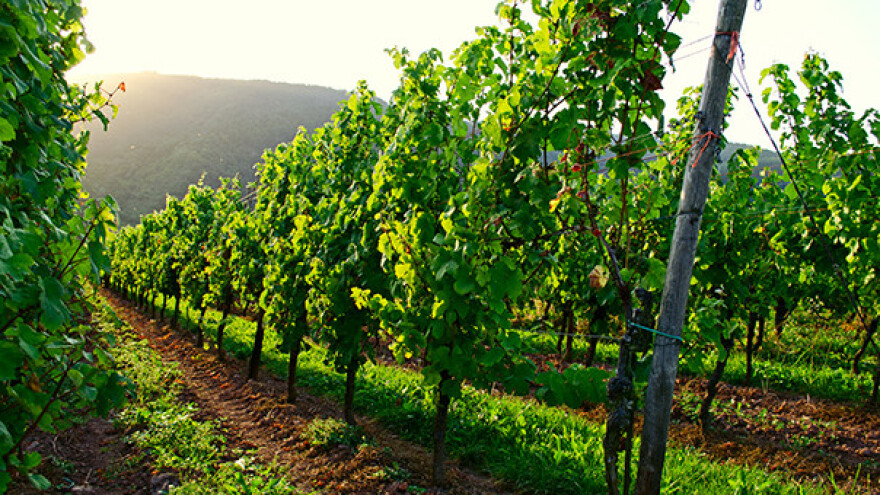 Veoma dobro stanje vinograda