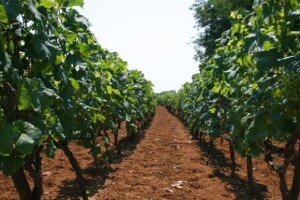Syngentini praktični savjeti u zaštiti Vinove loze