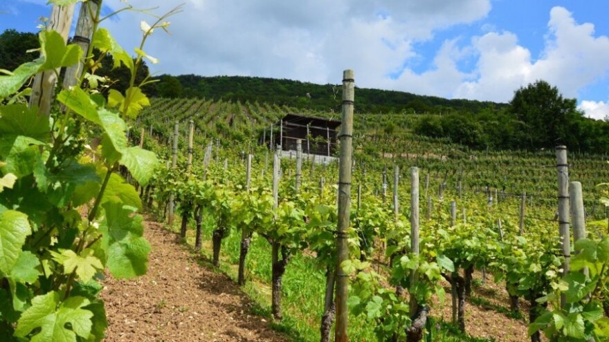 Smrzle mladice vinove loze podložne bolestima