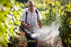 Bayer vinogradarski savjeti 2016.