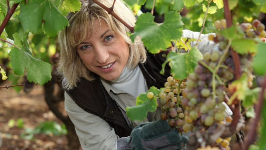 Širenje kisele truleži grožđa i sive plijesni!