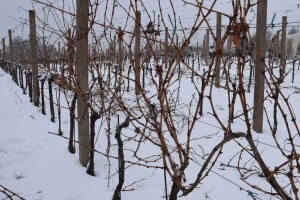 Pavić: Krediti za likvidnost najbolje su rješenje kako pomoći vinogradarima i vinarima
