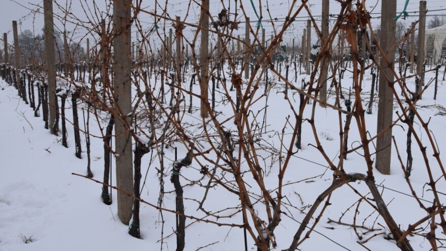 Pavić: Krediti za likvidnost najbolje su rješenje kako pomoći vinogradarima i vinarima