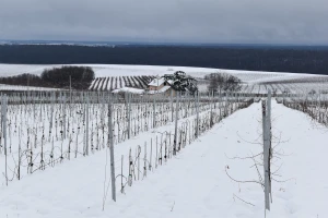 Dobre zalihe vlage u zemljištu, slijedi rast temperature