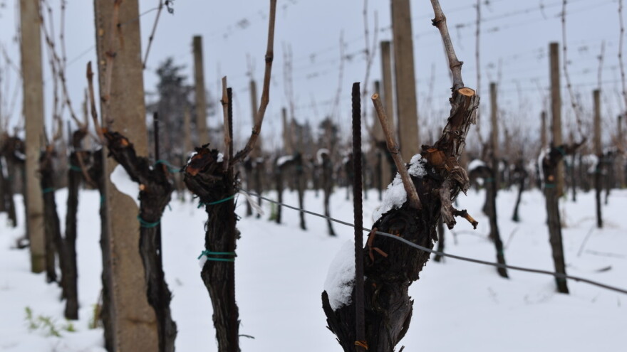 Uticaj klime i zemljišta na vinovu lozu