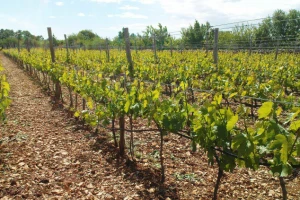 Novi vinogradi niču u somborskom kraju