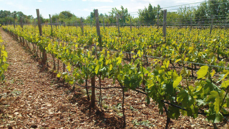 Novi vinogradi niču u somborskom kraju