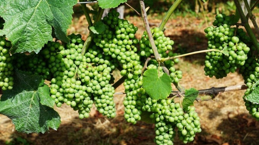 Kraj problemima s pepelnicom i grozdovim moljcem!