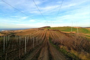 Projektovanje đubrenja vinograda pomoću onlajn kalkulatora