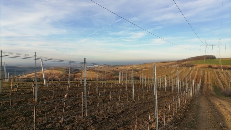 Fruškogorski vinogradi su ustvari francuski trsovi?