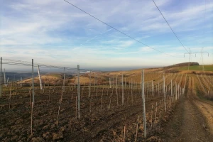 Fruškogorski vinogradi su u stvari francuski čokoti?