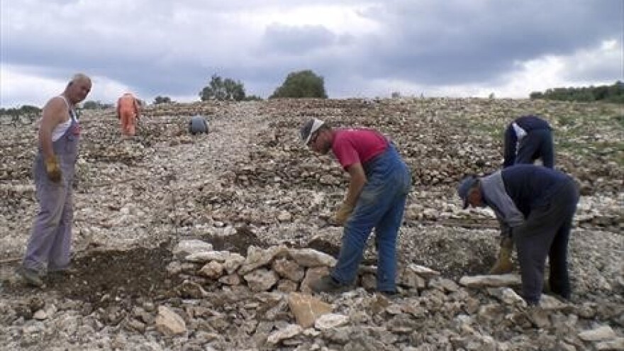 U vinogradu u kamenu 28 tisuća novih trsova