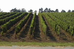 Osnovna gnojidba vinograda u jesen