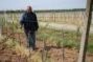 Izostala vegetacija na 100 ha mladih vinograda graševine
