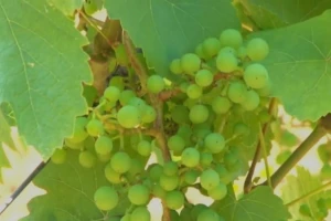 Postao vinogradar u šestoj deceniji