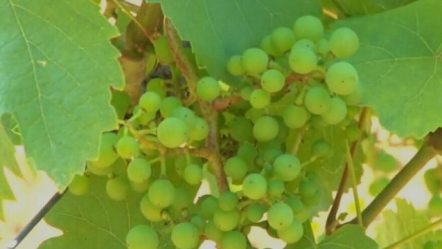 Postao vinogradar u šestoj deceniji