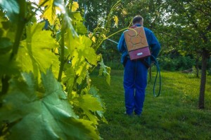 Počinje sezona zelenih radova u vinogradima