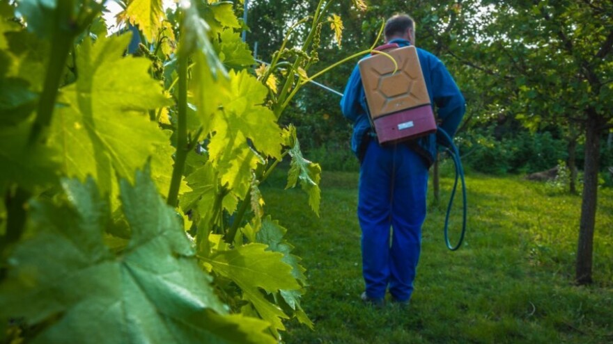 Počinje sezona zelenih radova u vinogradima