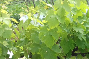 Preživio tek jedan vinograd, štete će biti vidljive godinama