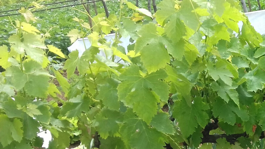 Preživio tek jedan vinograd, štete će biti vidljive godinama