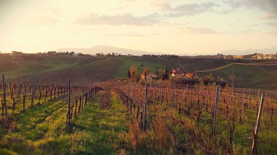 Vina iz topličkog kraja osvajaju svet