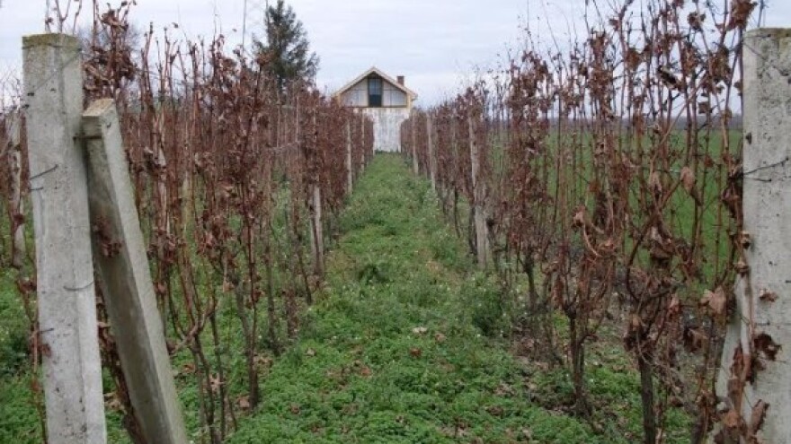 Nakon rodne godine, pripreme vinograda za sledeću