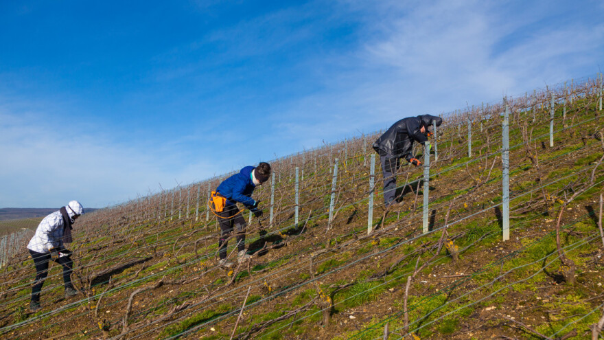Stručna predavanja o Zlatnoj žutici vinove loze - prepoznajte simptome na vrijeme!