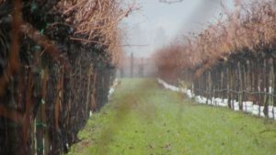 Vincekovo 2014. u Letovanskom Vrhu