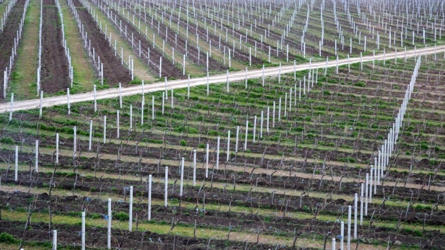 Vučković na Vijeću ministara EU zatražila dodatne potpore za vinski sektor